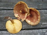 Tricholomopsis rutilans image