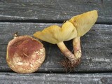 Tricholomopsis rutilans image