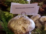 Catathelasma ventricosum image