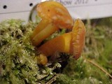 Hygrocybe miniata image