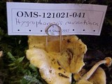 Hygrophoropsis aurantiaca image