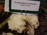 Pleurocybella porrigens image