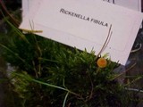 Rickenella fibula image