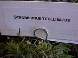 Strobilurus trullisatus image