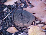 Scleroderma areolatum image