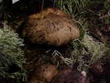 Tricholoma pessundatum image