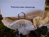 Tricholoma virgatum image
