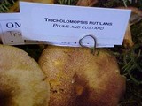 Tricholomopsis rutilans image