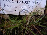 Mycena aetites image