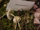 Mycena galericulata image