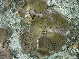 Umbilicaria muehlenbergii image