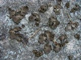 Umbilicaria muehlenbergii image