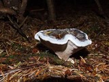 Hydnellum caeruleum image