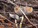 Leratiomyces squamosus image