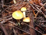 Leratiomyces squamosus var. squamosus image