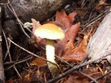 Leratiomyces squamosus var. squamosus image