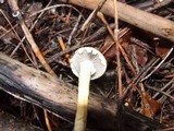 Leratiomyces squamosus var. squamosus image