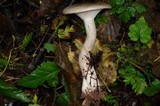 Ampulloclitocybe clavipes image