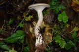 Ampulloclitocybe clavipes image