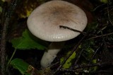 Ampulloclitocybe clavipes image