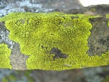 Pleopsidium chlorophanum image