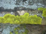 Pleopsidium chlorophanum image