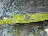 Pleopsidium chlorophanum image