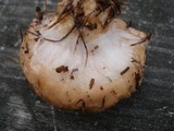 Hygrophorus flavodiscus image