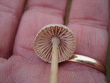 Mycena griseoviridis image