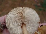 Rhodocollybia butyracea image