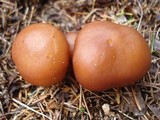 Rhodocollybia butyracea image