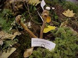 Battarrea phalloides image