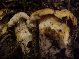 Cantharellus roseocanus image