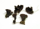 Thelephora terrestris image