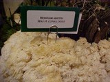 Hericium abietis image