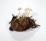 Strobilurus trullisatus image