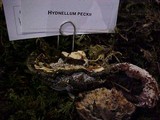 Hydnellum peckii image