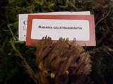 Ramaria gelatiniaurantia image
