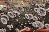 Resupinatus applicatus image