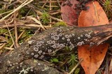 Resupinatus applicatus image