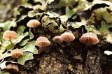 Mycena corticola image