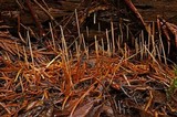 Macrotyphula juncea image