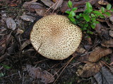 Suillus tomentosus image