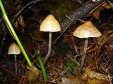 Psilocybe pelliculosa image