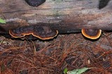 Gloeophyllum sepiarium image