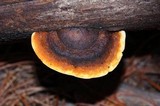 Gloeophyllum sepiarium image