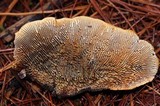 Gloeophyllum sepiarium image
