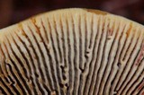 Gloeophyllum sepiarium image