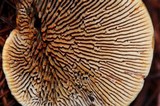 Gloeophyllum sepiarium image