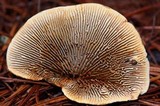 Gloeophyllum sepiarium image
